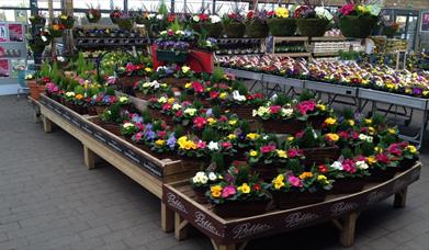 Image is of rows of different types of plants and flowers in nursery area
