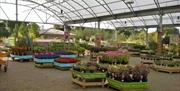 Image is of outdoor nursery section showing lots of different plants and flowers. Roof is covered over.