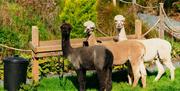 3 Alpacas at Ballyburren Outdoor Escapes