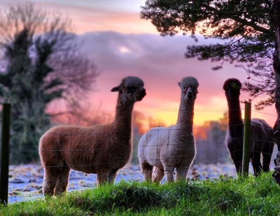 3 alpacas in a field with pink and purple sky backdrop
