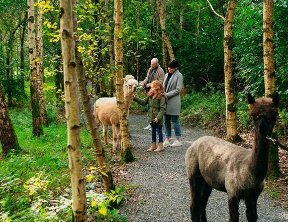 Images are of some of the alpacas between taken around by visitors to Ballyburren Outdoor Escapes
