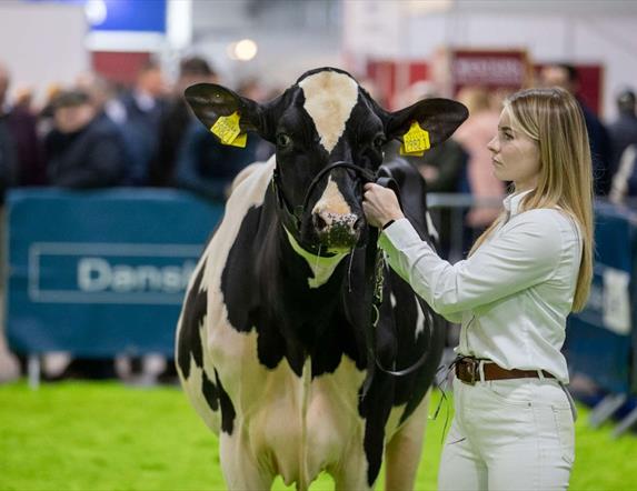Girl showing cow at Royal Ulster Winter Fair