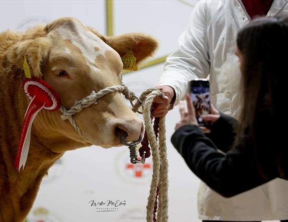 Image is of a cow and exhibitor at a trade show