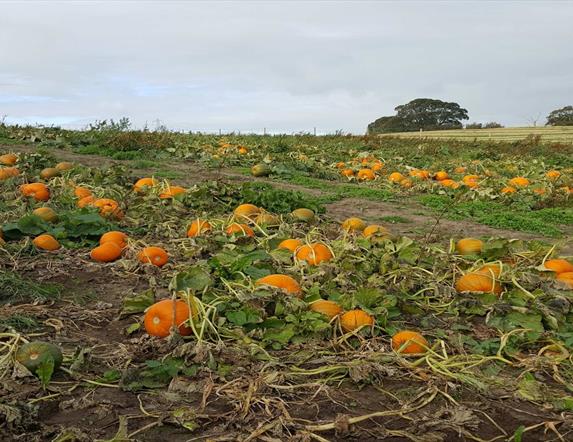 Image is a field full of pumpkins at Laganvale Farm