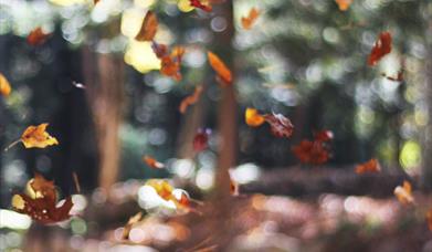Autumn leaves