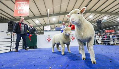 Two lams in a show ring with spectators