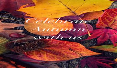 Image is of colourful Autumn leaves