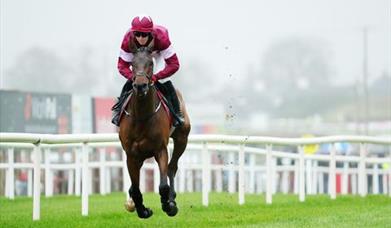 Image shows horse and jockey on the race course at Down Royal