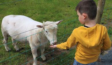 Image is of a boy feeding a lamb at Laganvale Farm