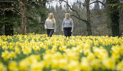 Image shows a mother a daughter walking through field of daffodils
