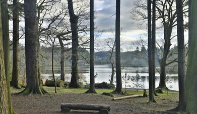 View of the lake at Hillsborough Forest from behind trees