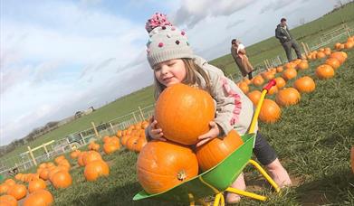 Child with wheelbarrow full of pumpkins in Pumpkin Patch at Streamvale Farm
