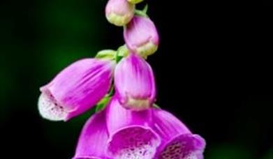 Image is of the flower foxglove in the Lagan Valley Regional Park