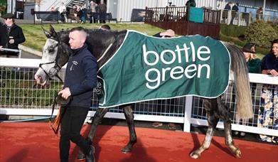 Picture of horse wearing being led around the ring