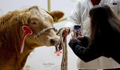 Image is of a cow and exhibitor at a trade show
