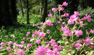 Image shows a forest with wild, vibrant pink flowers.