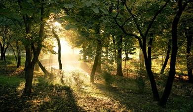 Image shows a wooded area with the sun streaming through the tree canopy.