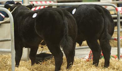 Image is of 2 cows in a pen at an agricultural show in the Eikon Exhibition Centre Lisburn