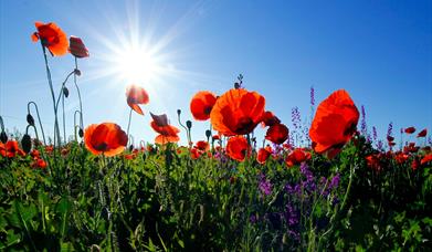 Red poppies in a field
