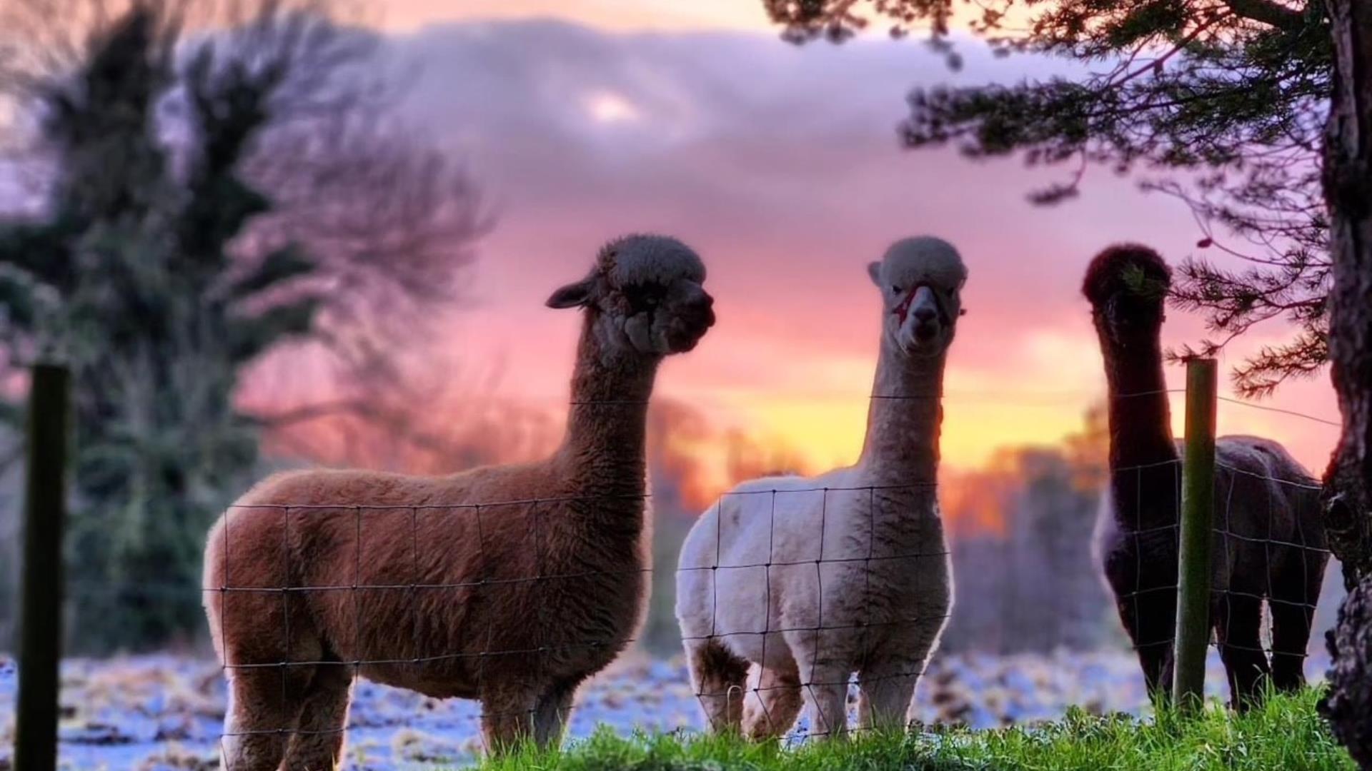 3 alpacas in a field with pink and purple sky backdrop