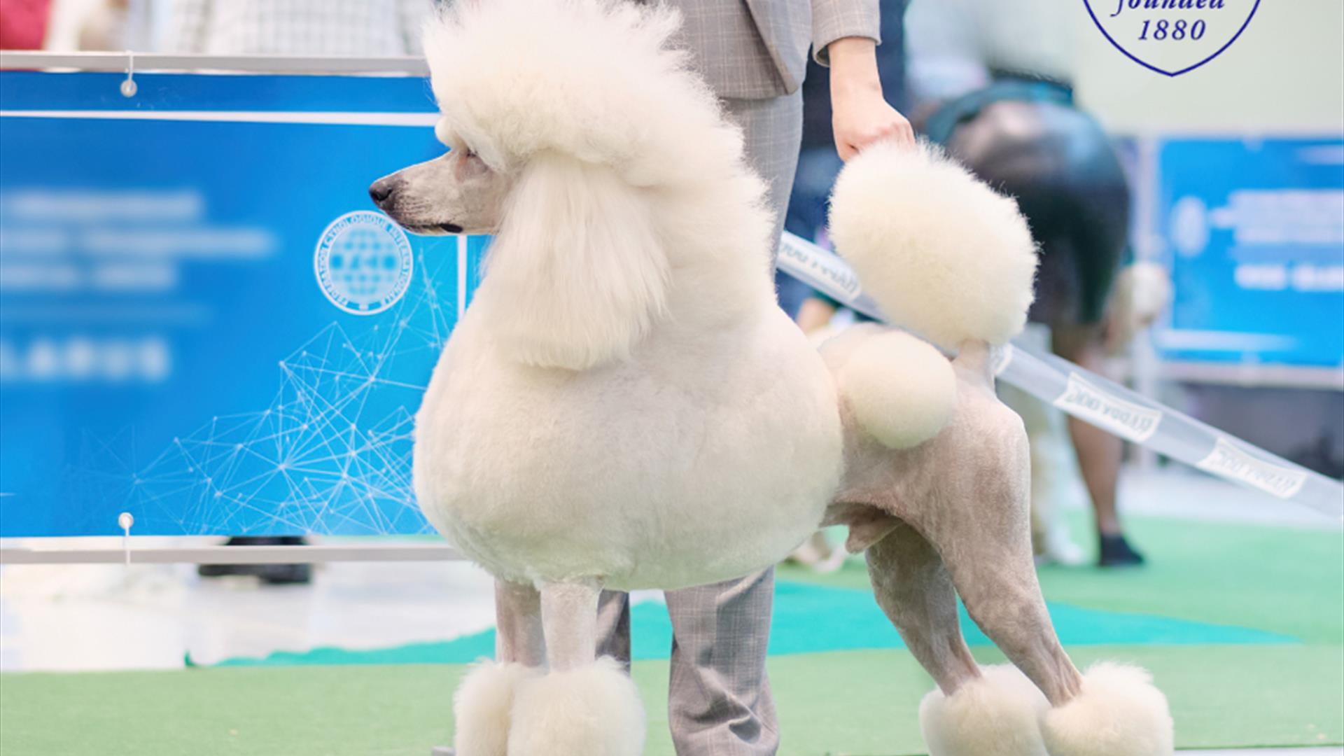 Belfast Championship Dog Show