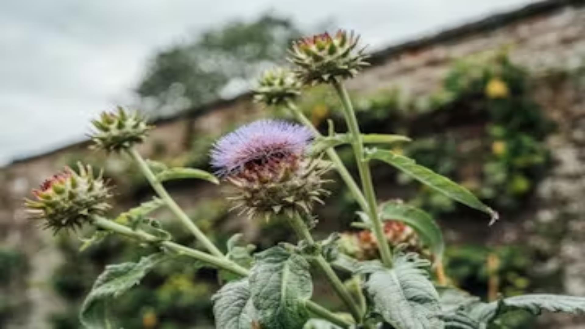 Image shows purple thistle flower