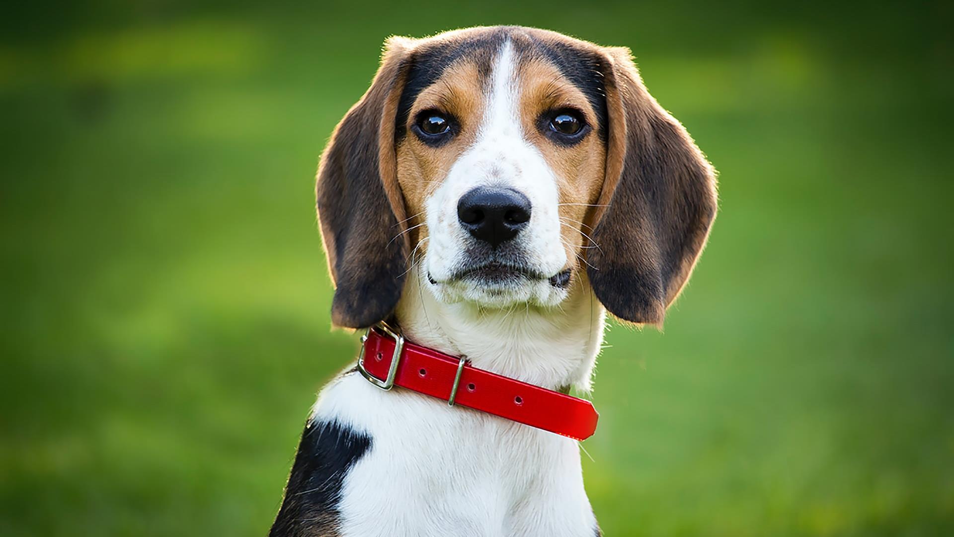 Image of dog with red collar