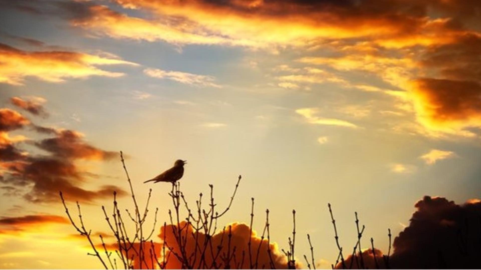 Bird on tree branch at dusk.