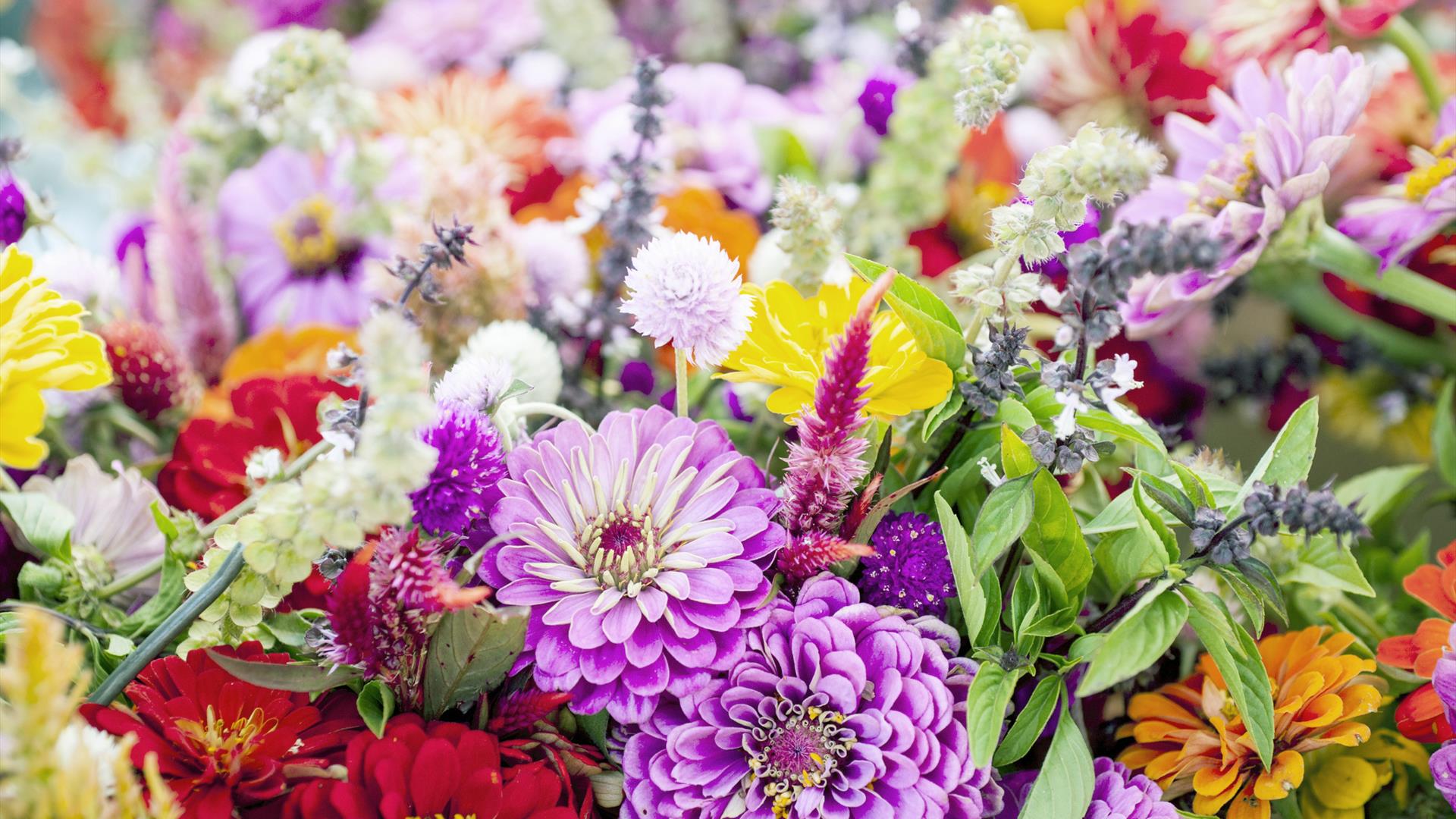 Image is of various types of flowers