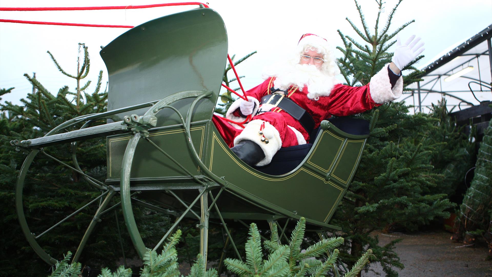 Santa on Sleigh surrounded by Christmas trees
