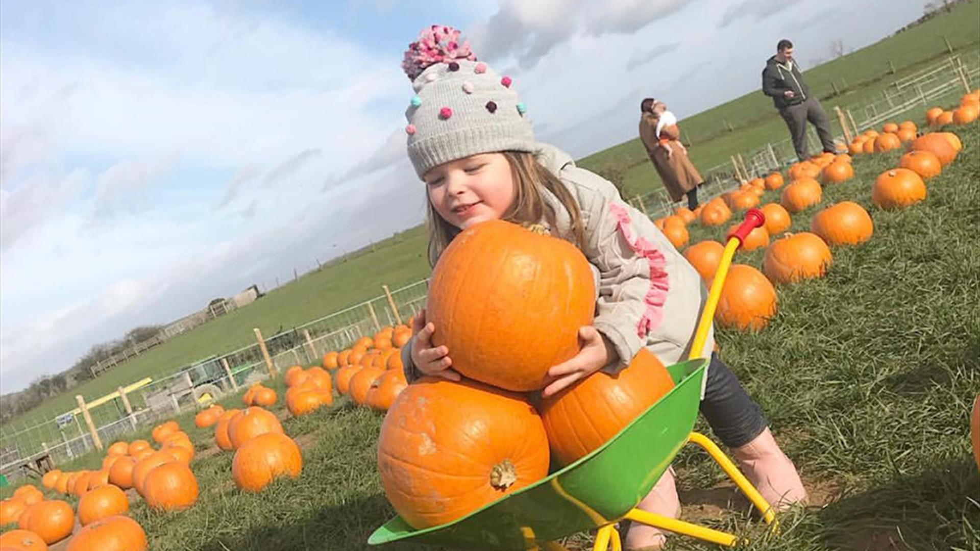 Child with wheelbarrow full of pumpkins in Pumpkin Patch at Streamvale Farm