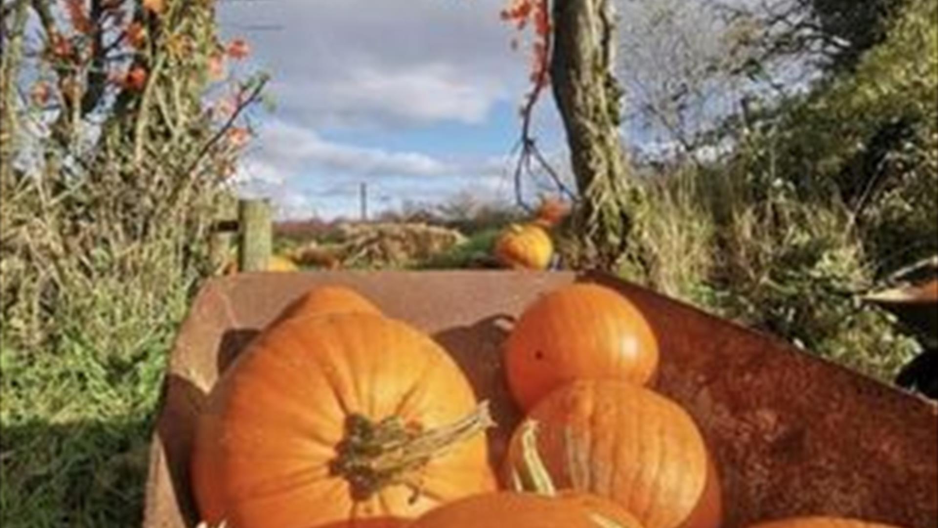 Image is of pumpkins in a wheelbarrow at Blackberry Farm Lisburn