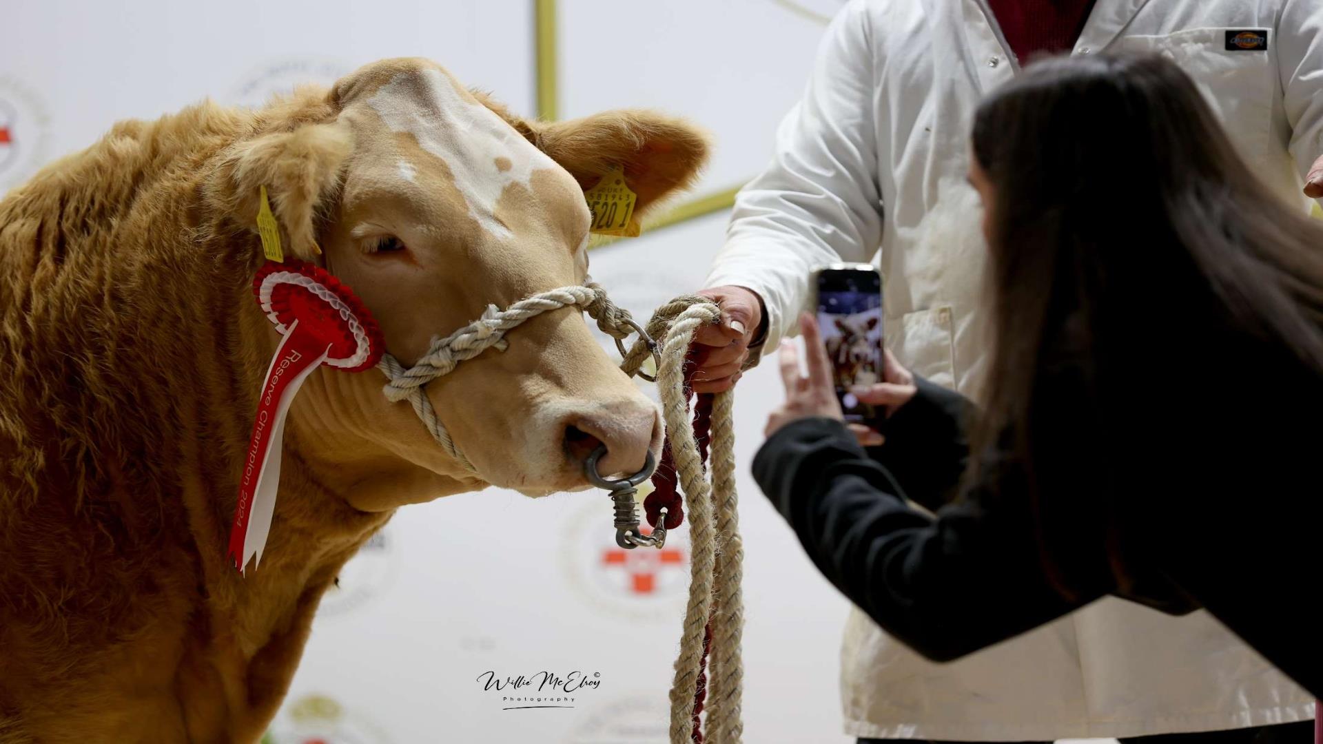 Image is of a cow and exhibitor at a trade show