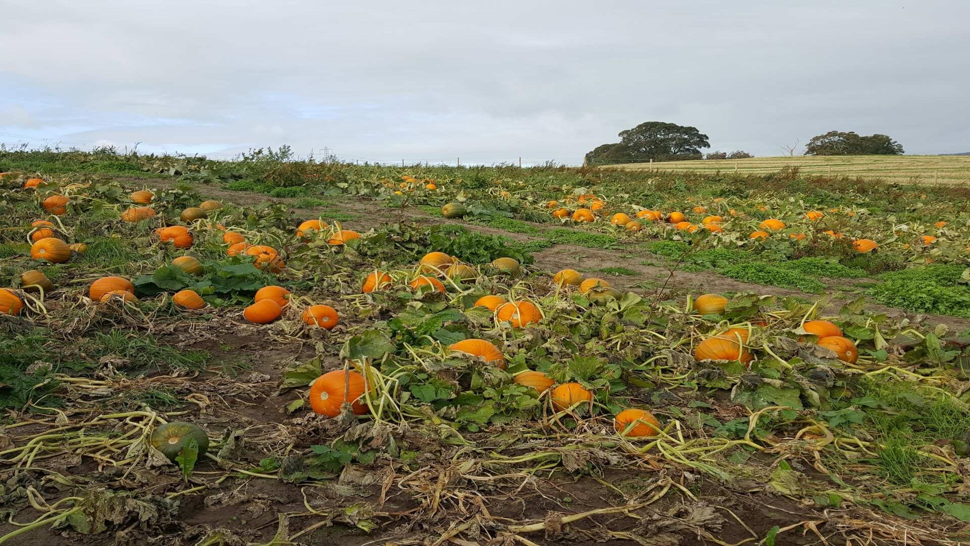 Image is a field full of pumpkins at Laganvale Farm