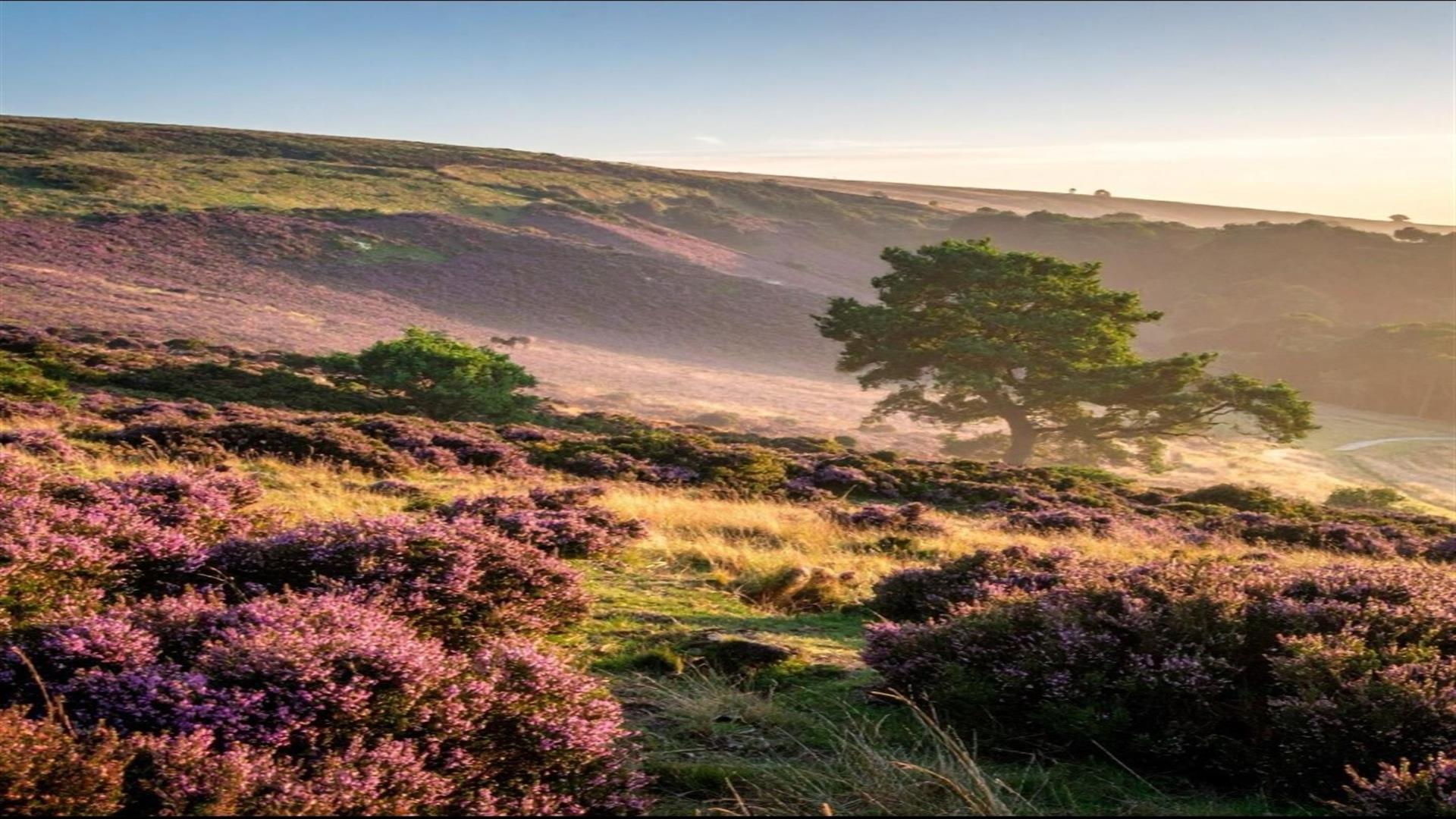 Image is of Thomas Hardy country in Dorset, England