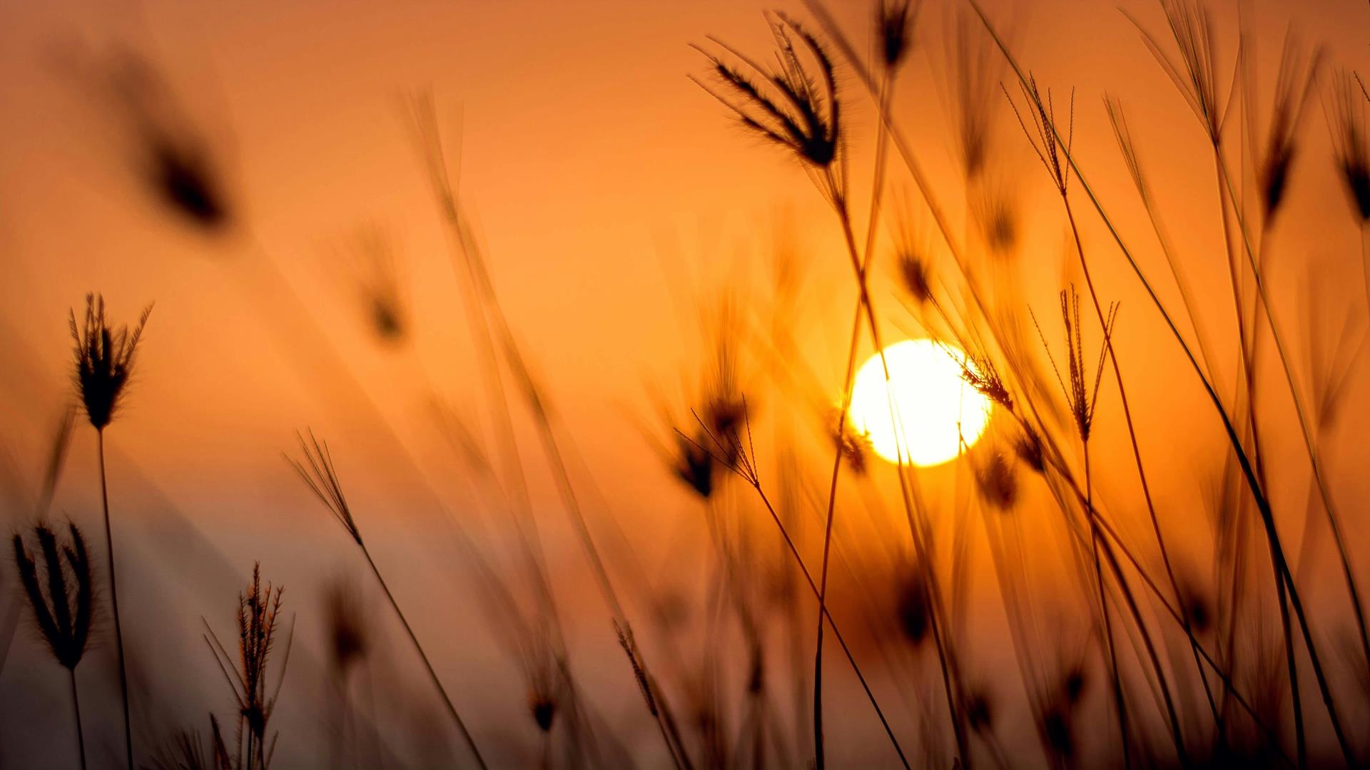 Image shows stems from grasslands with bright orange sunrise in the background