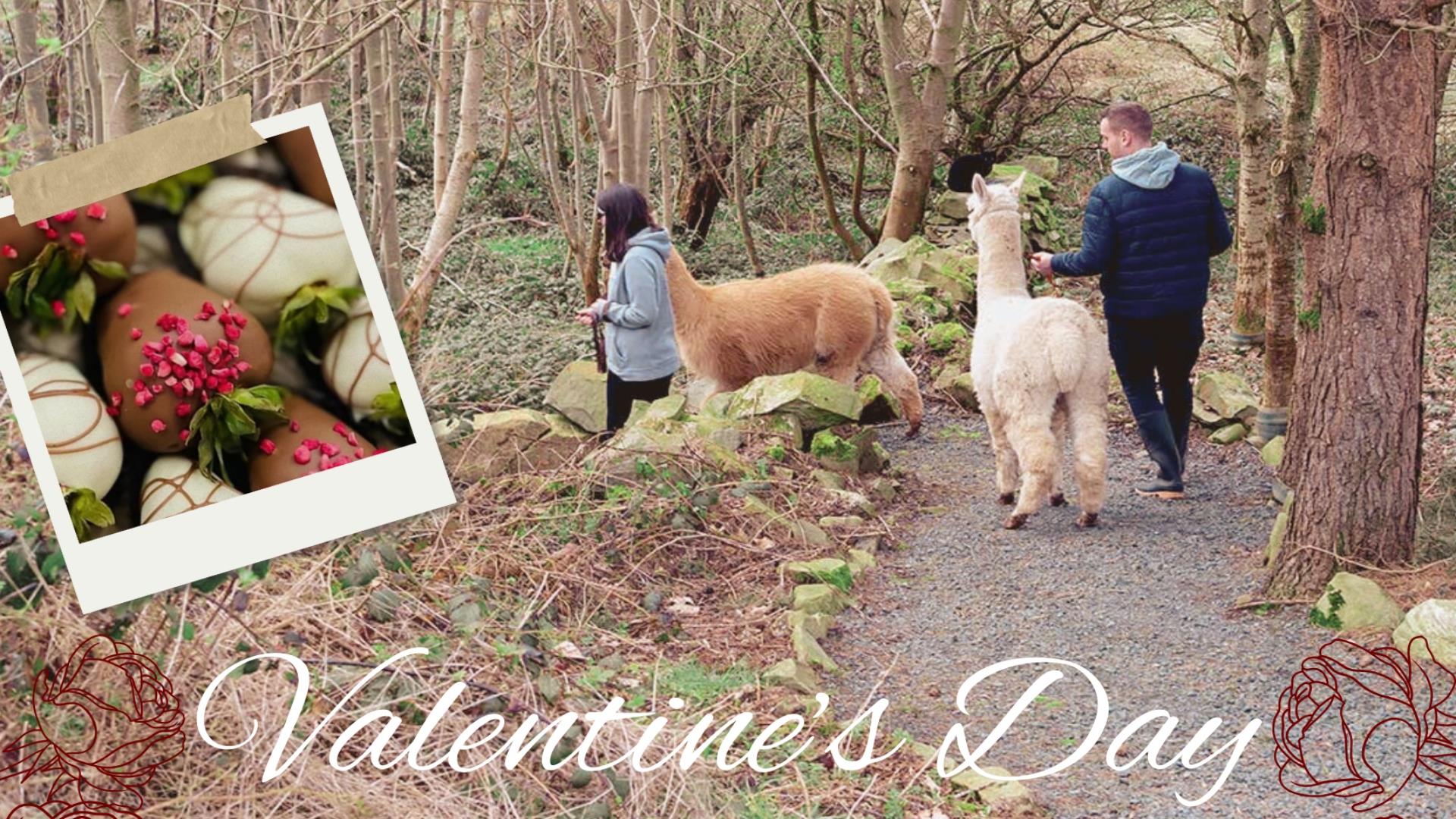 Alpaca Trail on Valentine's Day