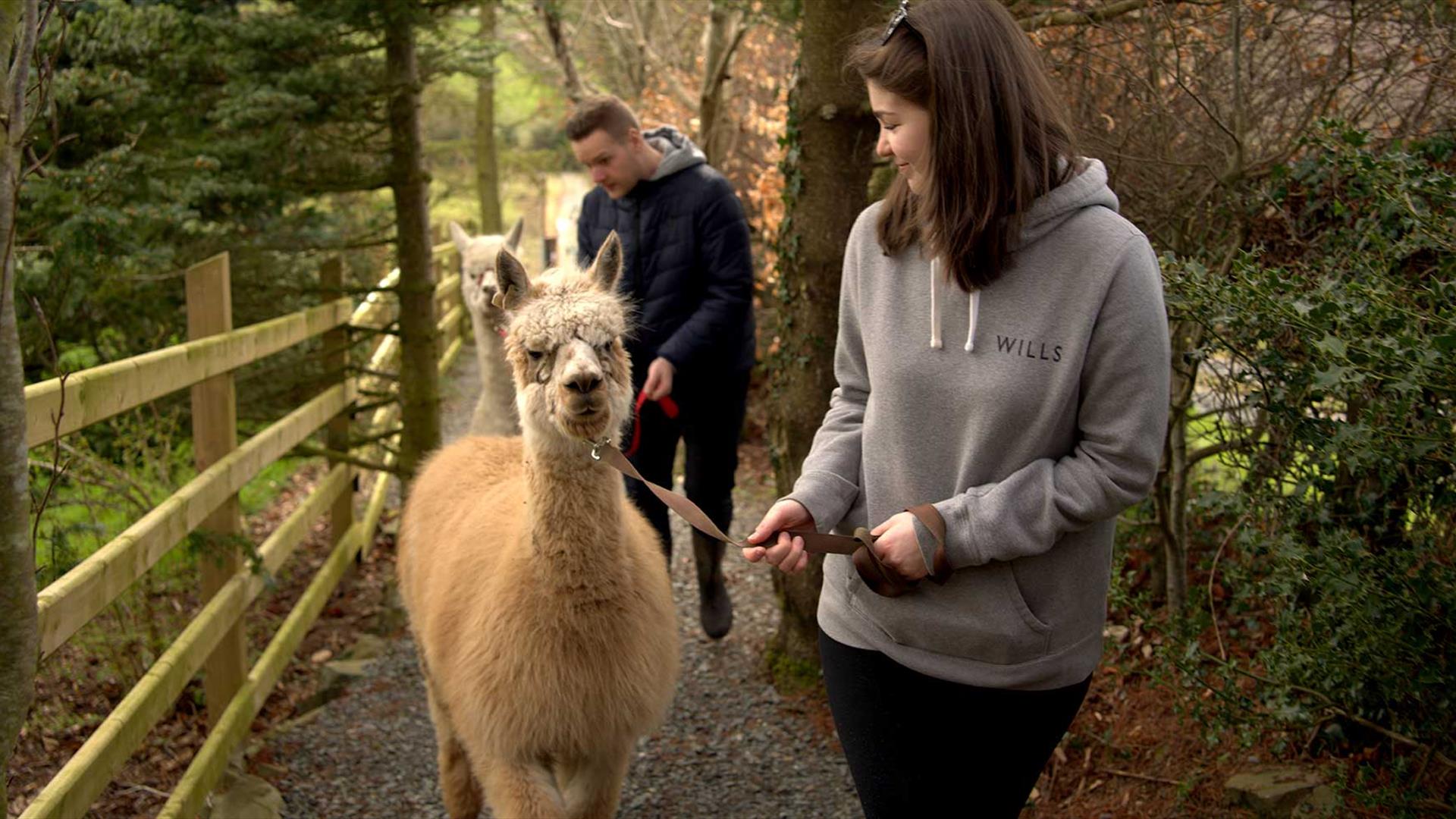 Women walking alpca with men walking alpaca behind her