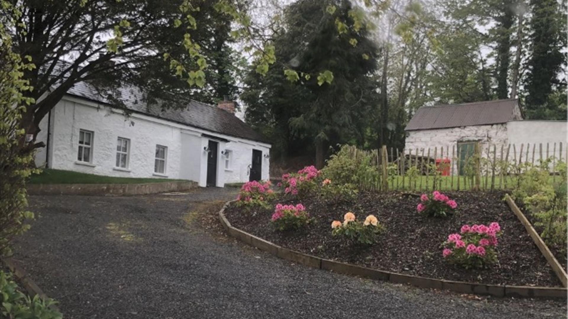 Image is of front of white washed cottage with gravel drive and area planted with rose bushes with lots of trees around the cottage