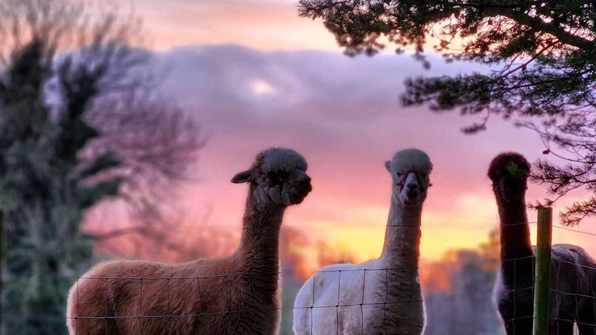 Adults only alpaca trekking