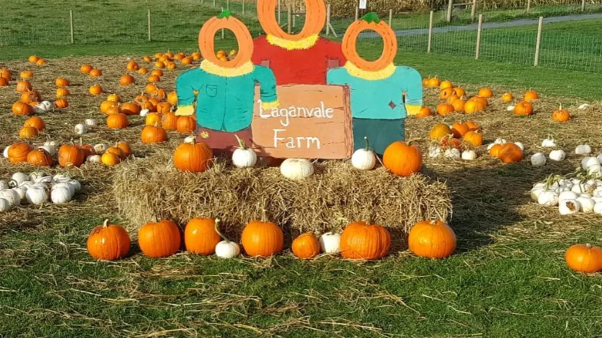 Laganvale Farm pumpkin patch at Halloween