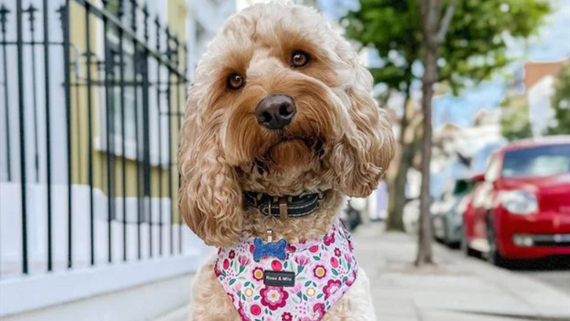 Dog posing in Rose and Milo harness