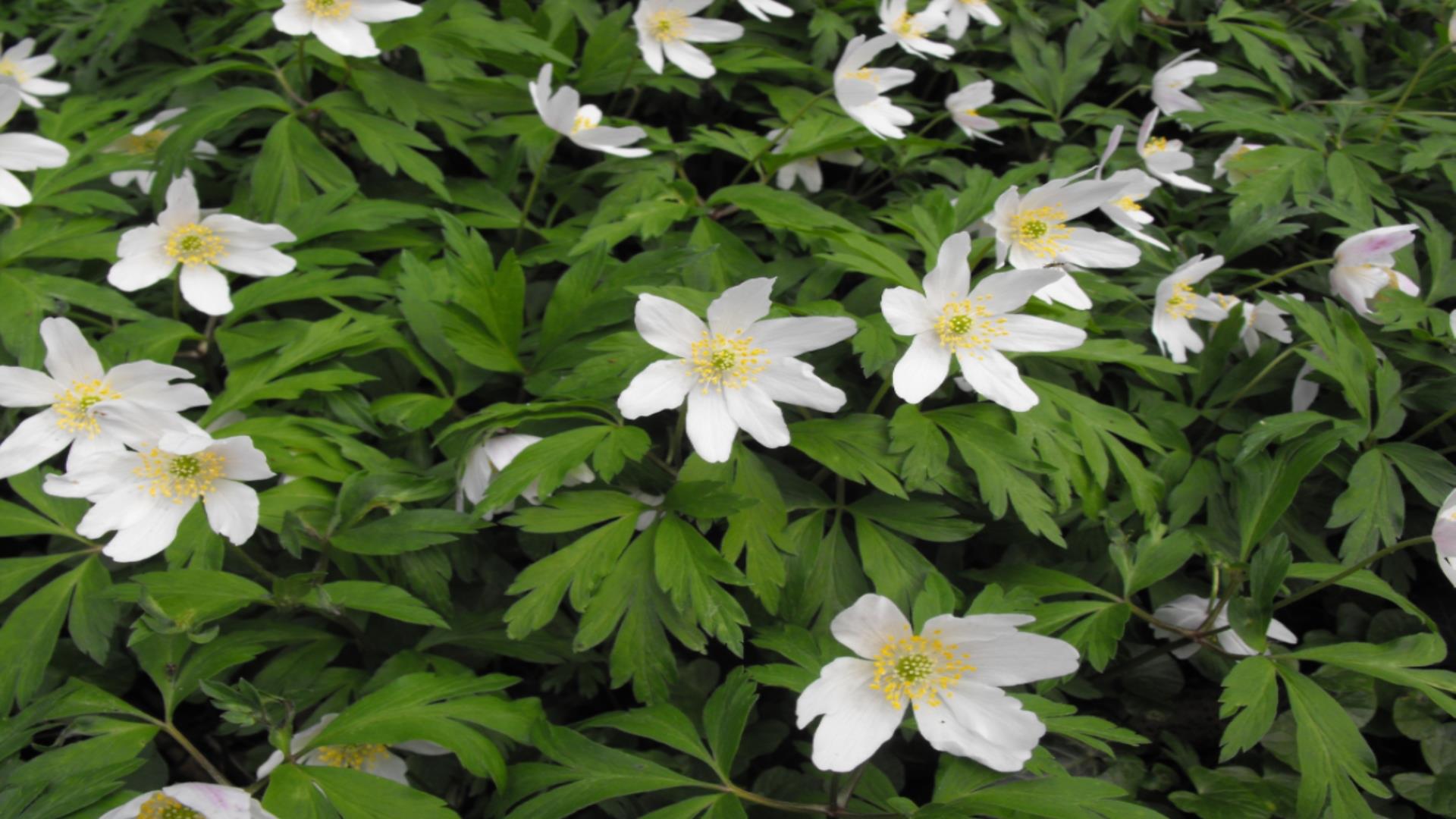 Image shows White Flowers and green leaves.