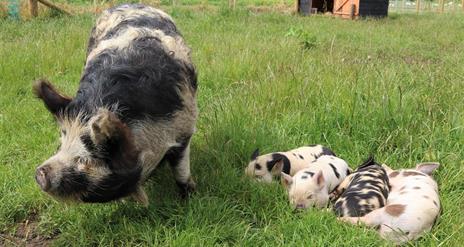 Sow with 4 baby piglets on grass