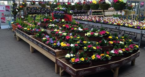 Image is of rows of different types of plants and flowers in nursery area