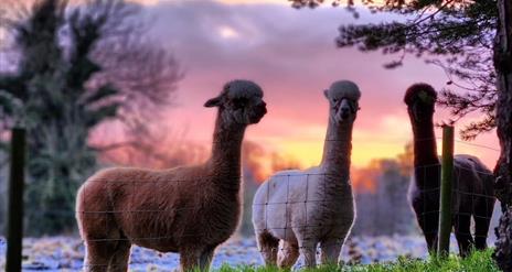 3 alpacas in a field with pink and purple sky backdrop