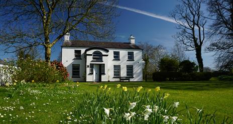 Spring time at The Ballance House with daffodils blowing in the wind