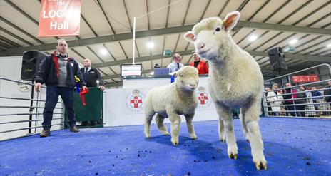 Two lams in a show ring with spectators