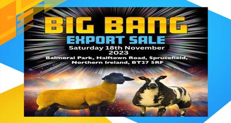 Big Bang Sheep Sale