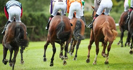 The back view of a horse race